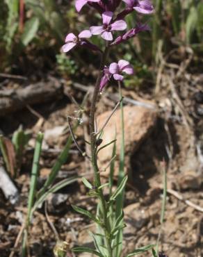 Fotografia 3 da espécie Erysimum lagascae no Jardim Botânico UTAD