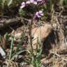 Fotografia 3 da espécie Erysimum lagascae do Jardim Botânico UTAD