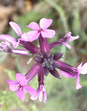 Fotografia 4 da espécie Erysimum lagascae no Jardim Botânico UTAD