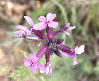 Fotografia da espécie Erysimum lagascae