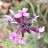 Fotografia 4 da espécie Erysimum lagascae do Jardim Botânico UTAD