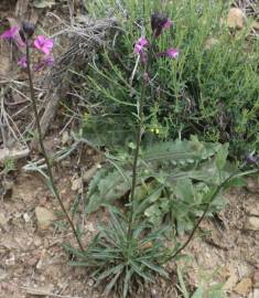 Fotografia da espécie Erysimum lagascae