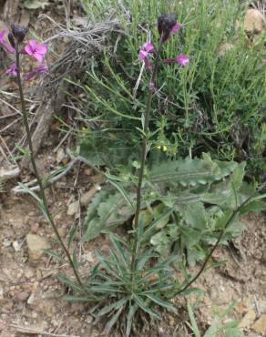 Fotografia 5 da espécie Erysimum lagascae no Jardim Botânico UTAD