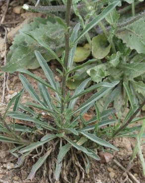 Fotografia 6 da espécie Erysimum lagascae no Jardim Botânico UTAD