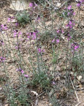 Fotografia 7 da espécie Erysimum lagascae no Jardim Botânico UTAD