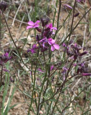 Fotografia 8 da espécie Erysimum lagascae no Jardim Botânico UTAD