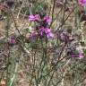 Fotografia 8 da espécie Erysimum lagascae do Jardim Botânico UTAD