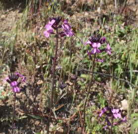 Fotografia da espécie Erysimum lagascae