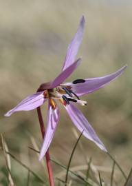 Fotografia da espécie Erythronium dens-canis