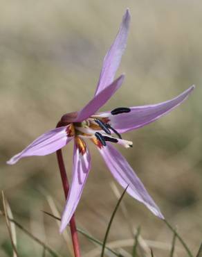 Fotografia 9 da espécie Erythronium dens-canis no Jardim Botânico UTAD