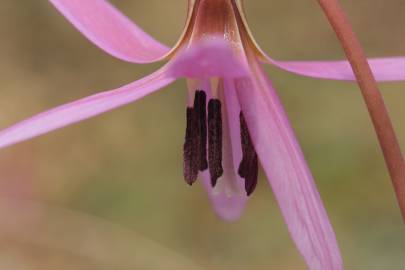 Fotografia da espécie Erythronium dens-canis