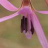 Fotografia 10 da espécie Erythronium dens-canis do Jardim Botânico UTAD