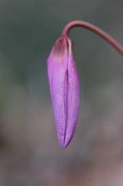 Fotografia da espécie Erythronium dens-canis