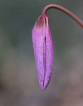 Fotografia 11 da espécie Erythronium dens-canis no Jardim Botânico UTAD