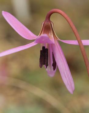 Fotografia 12 da espécie Erythronium dens-canis no Jardim Botânico UTAD