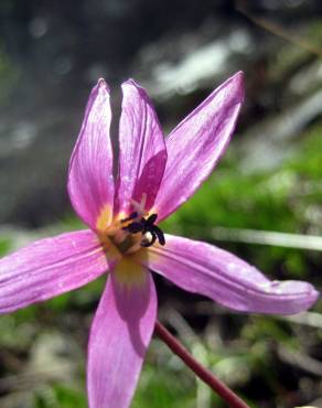 Fotografia 13 da espécie Erythronium dens-canis no Jardim Botânico UTAD