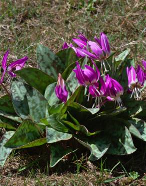 Fotografia 14 da espécie Erythronium dens-canis no Jardim Botânico UTAD