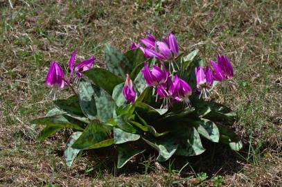 Fotografia da espécie Erythronium dens-canis