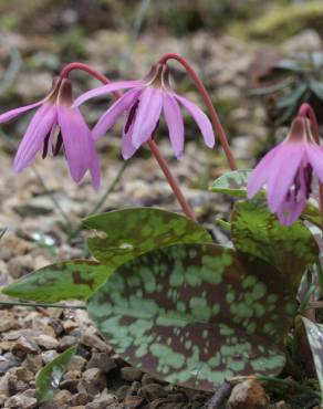 Fotografia 15 da espécie Erythronium dens-canis no Jardim Botânico UTAD