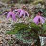 Fotografia 15 da espécie Erythronium dens-canis do Jardim Botânico UTAD