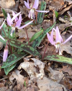 Fotografia 16 da espécie Erythronium dens-canis no Jardim Botânico UTAD