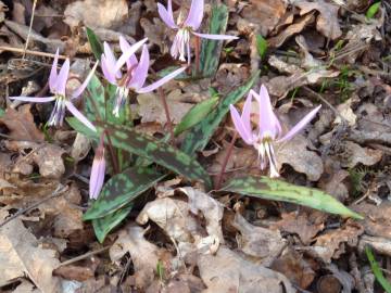 Fotografia da espécie Erythronium dens-canis