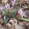 Fotografia 16 da espécie Erythronium dens-canis do Jardim Botânico UTAD