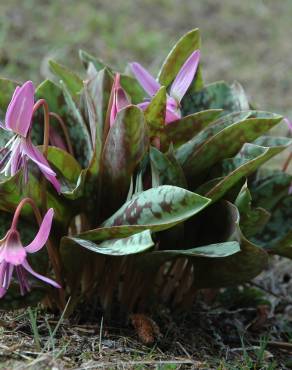 Fotografia 18 da espécie Erythronium dens-canis no Jardim Botânico UTAD