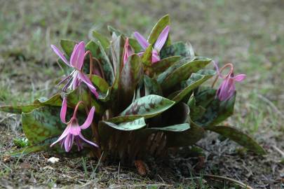 Fotografia da espécie Erythronium dens-canis