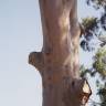 Fotografia 3 da espécie Eucalyptus citriodora do Jardim Botânico UTAD