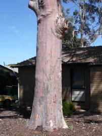 Fotografia da espécie Corymbia citriodora