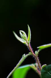 Fotografia da espécie Corymbia citriodora
