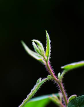 Fotografia 5 da espécie Corymbia citriodora no Jardim Botânico UTAD