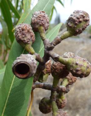 Fotografia 6 da espécie Corymbia citriodora no Jardim Botânico UTAD