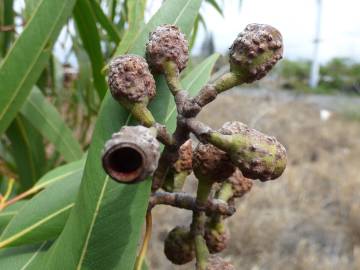 Fotografia da espécie Corymbia citriodora