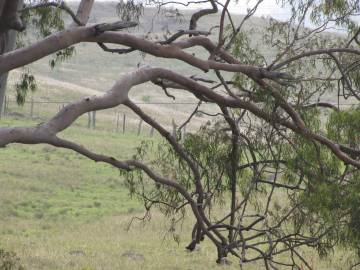 Fotografia da espécie Corymbia citriodora