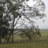Fotografia 8 da espécie Eucalyptus citriodora do Jardim Botânico UTAD
