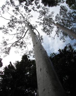 Fotografia 9 da espécie Corymbia citriodora no Jardim Botânico UTAD