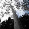 Fotografia 9 da espécie Eucalyptus citriodora do Jardim Botânico UTAD