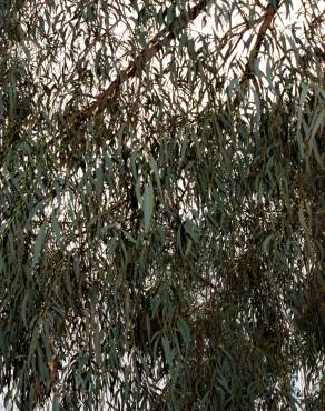 Fotografia 4 da espécie Eucalyptus nicholii no Jardim Botânico UTAD