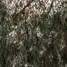 Fotografia 4 da espécie Eucalyptus nicholii do Jardim Botânico UTAD