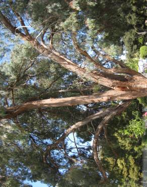 Fotografia 5 da espécie Eucalyptus nicholii no Jardim Botânico UTAD