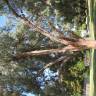 Fotografia 5 da espécie Eucalyptus nicholii do Jardim Botânico UTAD