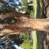 Fotografia 6 da espécie Eucalyptus nicholii do Jardim Botânico UTAD