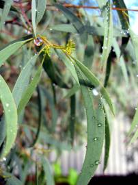 Fotografia da espécie Eucalyptus nicholii