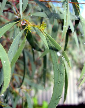 Fotografia 7 da espécie Eucalyptus nicholii no Jardim Botânico UTAD