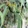 Fotografia 7 da espécie Eucalyptus nicholii do Jardim Botânico UTAD