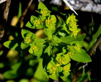 Fotografia da espécie Euphorbia pterococca