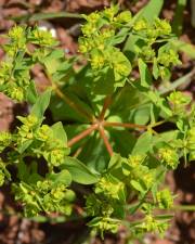 Fotografia da espécie Euphorbia pterococca