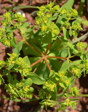 Fotografia 1 da espécie Euphorbia pterococca no Jardim Botânico UTAD